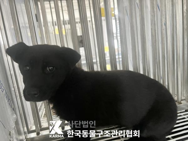 한국동물구조관리협회_441409202501606